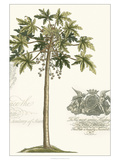 Non-embellished Palm Fresco III