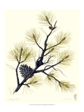 Pine Tree II