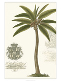 Non-embellished Palm Fresco II