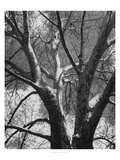 Classic Birch II