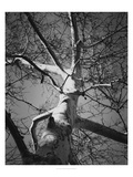 Classic Birch I