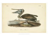 Audubon's Brown Pelican