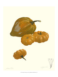 Squash