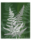 Jewel Ferns IV