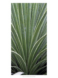Cactus Celery