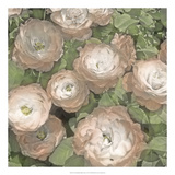 Non-embellished Ballerina Roses I