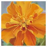 Just a Marigold