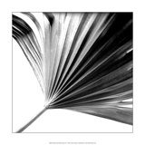Black and White Palms II