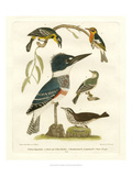 Antique Kingfisher I
