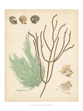 Coastal Relic I