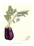 Aubergine