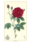 Non-embellished Crimson Bloom III
