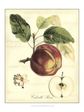 Printed Tuscan Fruits I
