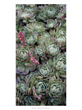 Ice Plant Clovers