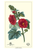 Non-embellished Crimson Bloom IV