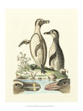 Aquatic Birds IV