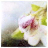 Apple Blossom II