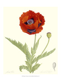 Poppy