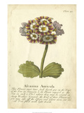 Non-Embellished Vintage Auricula II