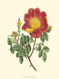 Vibrant Blooms IV