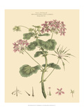 Blushing Pink Florals IV