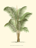 Coastal Palm II