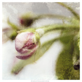 Apple Blossom III