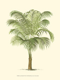 Coastal Palm III