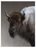 American Icon- Buffalo