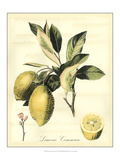 Printed Tuscan Fruits II