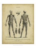 Anatomy Study II