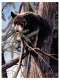 Out on a Limb