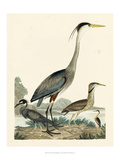 Heron Family I