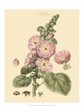 Blushing Pink Florals V