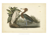Audubon's Reddish Egret