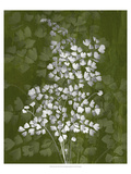 Jewel Ferns III