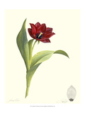 Tulip II