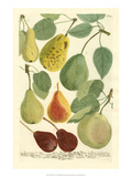 Plentiful Pears I