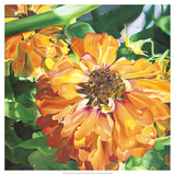 Fading Zinnia