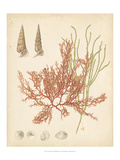 Coastal Relic III