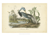 Audubon's Louisiana Heron
