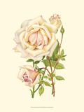 Victorian Rose III