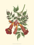 Vibrant Blooms II