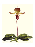 Orchid