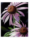 Summer's Purple Cone