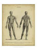 Anatomy Study IV
