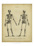 Anatomy Study I