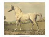 Cassell's Thoroughbred II