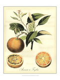 Printed Tuscan Fruits III