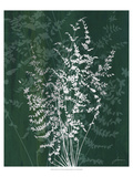 Jewel Ferns II